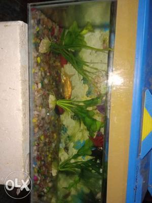 Aquariam size 18x10x9 and roof 35 fish, air