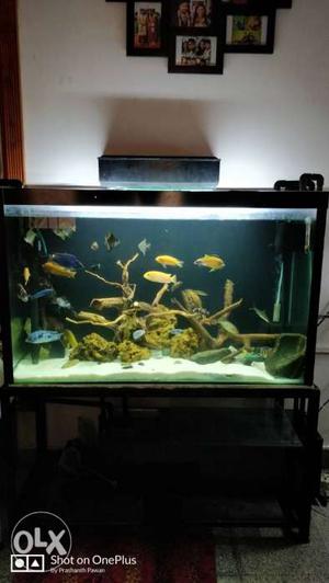 Aquarium 3.2 feet with 5 stage sump filter,rock, sand,fish