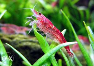 Aquarium cherry shrimp fish breeding quality for sale