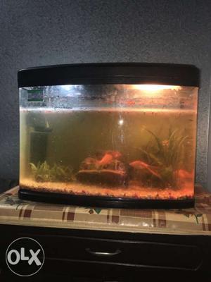 Aquarium with 9 gold and 1 black fish
