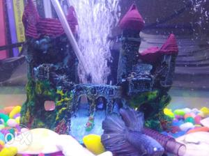 Aquarium with a beautiful betta fish