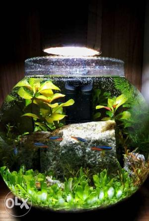 Aquascaped bowl with natural green plants which