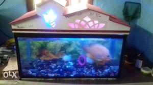 Aqurium tank 2 feet and oscar fish 8 inch sale