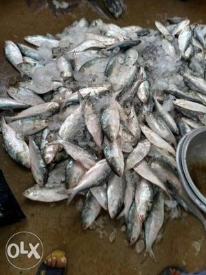 Available fresh sea foods(Fishes) at reasonable