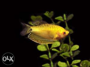 Best quality Golden gourami fish available