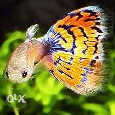 Best quality Guppy fish available cheapest price
