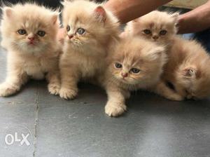 Best quality breed persian kittens doll face 50
