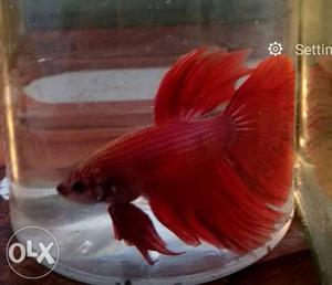 Betta Fish 4 month old. Rose tail. for sale.