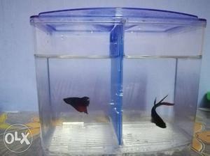 Betta Fish Tank with Fishes