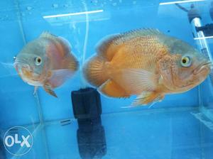 Big Size Fire red Oscar Fish For Sale