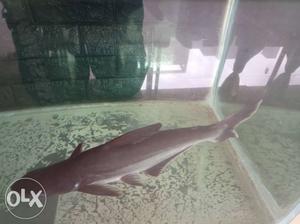 Big Size Iridescent sharks For Nice Home