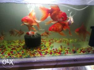 Big size blood red gold fish wholesale price 300