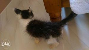 Black and wight kitten cat for sale arjent sale..