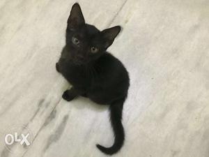 Black kitten. 2 month old. Kolkata.