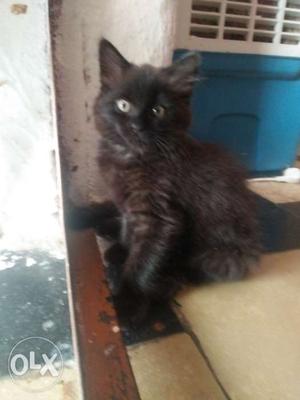 Black persian kitten 3 months