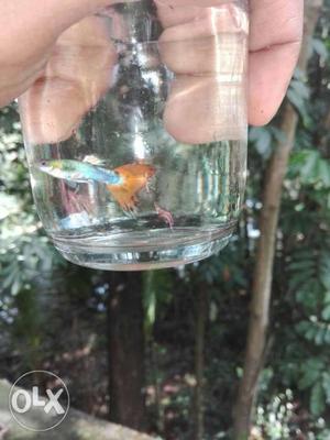 Blue And Orange Guppy Fish