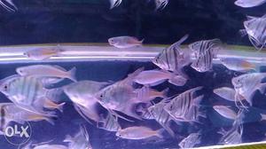 Blue angel fish 80rs pair... Offer up to 10th August only