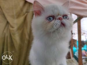 Blue eyes extreme punch female kitten