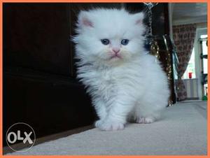 Blue eys persian kittens for sale! (per kitten