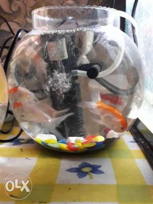Bowl type aquarium available with air pump with