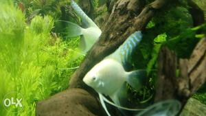 Breeding pair, PLATINUM ANGEL.