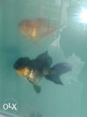 Breeding pair oranda gold for sale 600