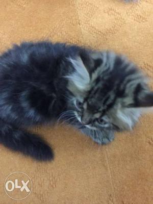Brown,black semi punched 2months old male persian