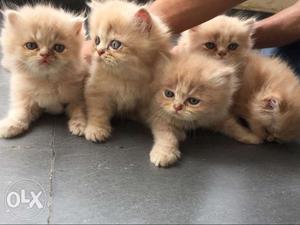 Brown persian kittens
