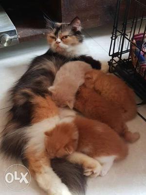Calico female with four Persian kittens
