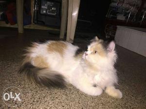 Calico persian cat,15month female