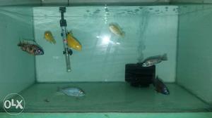 Chicklits fishes in good condition and with good