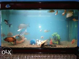 Chines fish aqurium 4ft size with 26 hard fishes