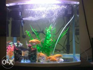 Chinese Aquarium with 10 pairs of Healthy Fish
