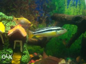 Cichlids Fishes