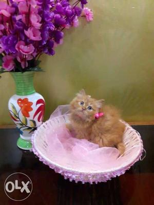Cute and furry golden Persian kittens available