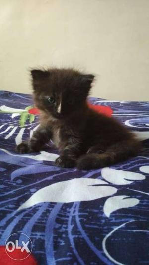Cute and healthy female kitten of 2 months old is