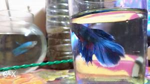 Delta betta fishes available, variety pieces