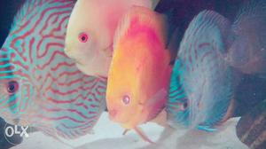 Discus fish available at wholesale price