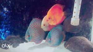 Discus fishes available in all breeds and