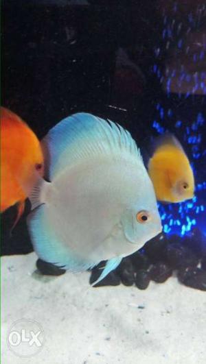 Discus for wholesale price can ship for all major