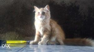 Doll face Persian cat 2 month