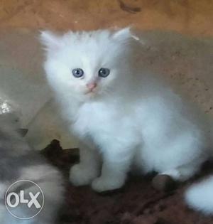 Doll face cat urgent sale only call plz call