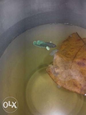 Elephant ear betta for sale in whole sale and