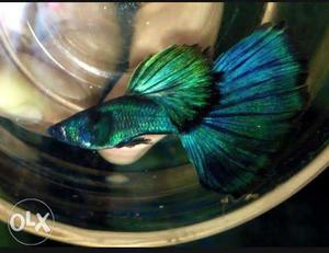 Emerald green breeding pair available