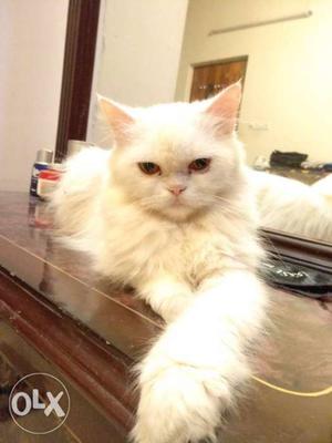 Female Persian Cat. 1.5 Year Old. House bought up