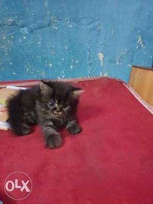 Female and male kitten available
