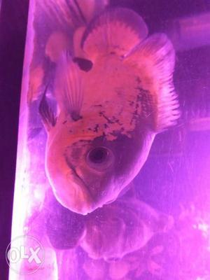Female copper oscar fish