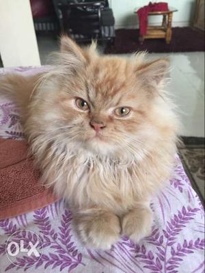 Female persian cat for sale... 8 months old