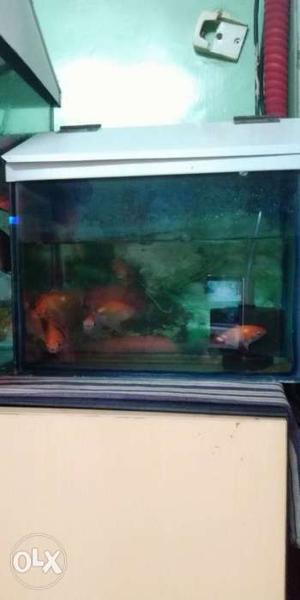 Fish Tank With White Metal Frame