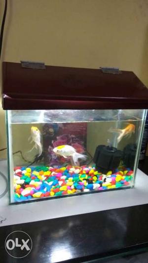 Fish Tank with cover for sale.